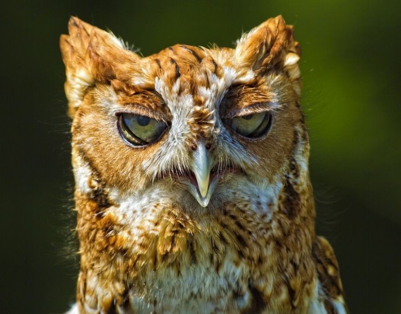 These are the 100 most valuable pictures of owls of all time