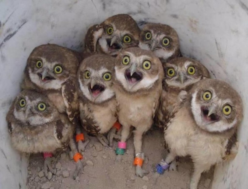 These are the 100 most valuable pictures of owls of all time