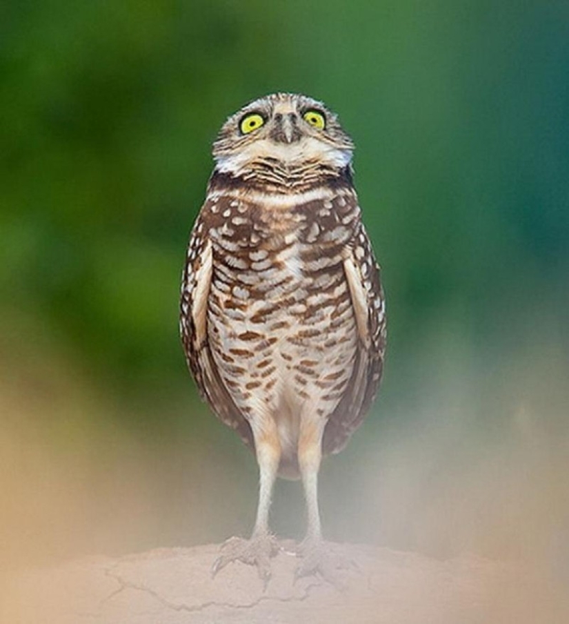 These are the 100 most valuable pictures of owls of all time