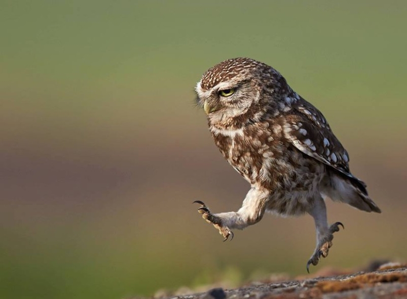 These are the 100 most valuable pictures of owls of all time