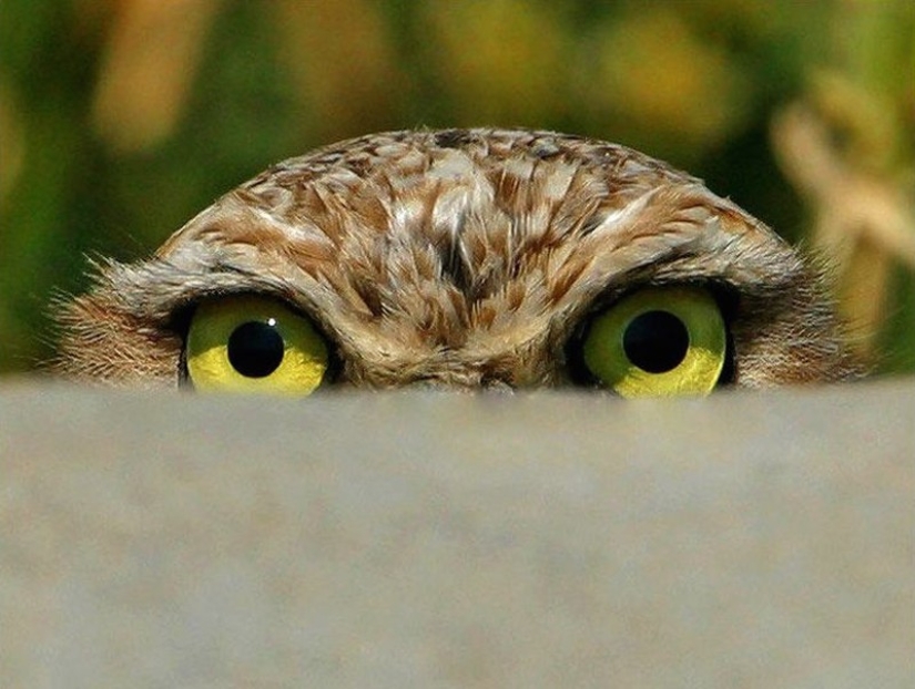 These are the 100 most valuable pictures of owls of all time