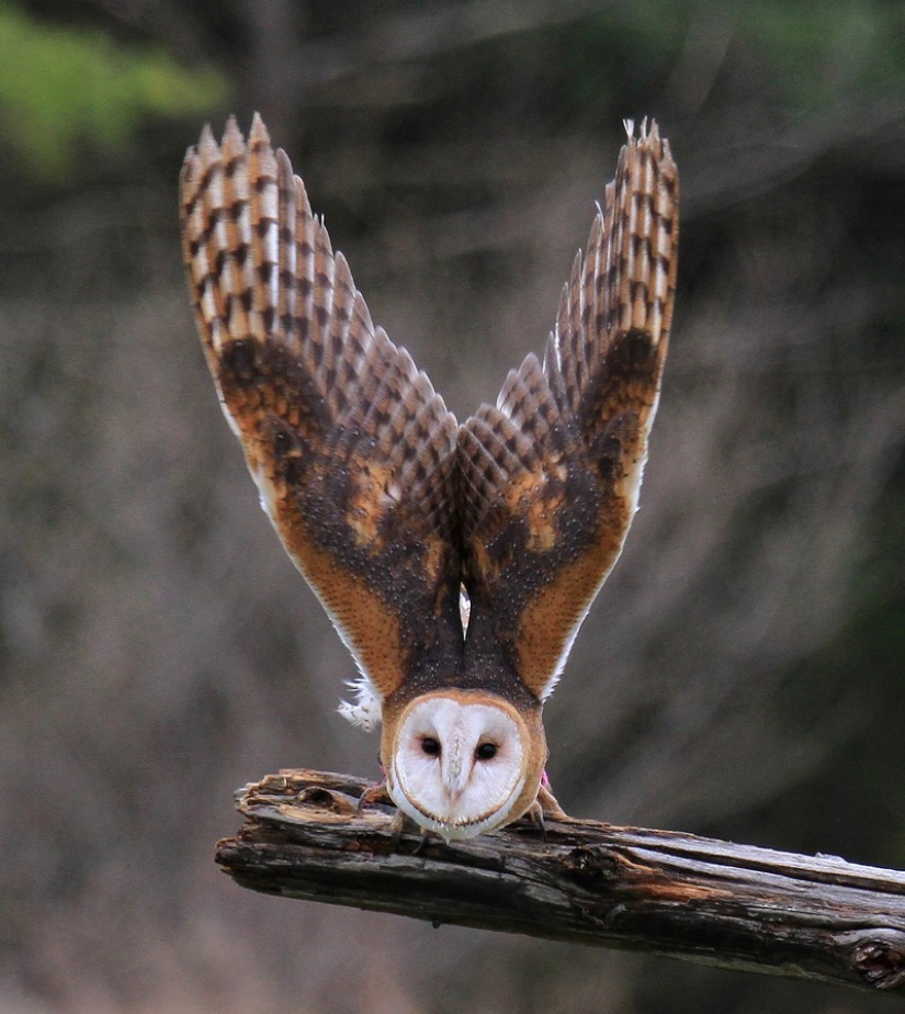 These are the 100 most valuable pictures of owls of all time