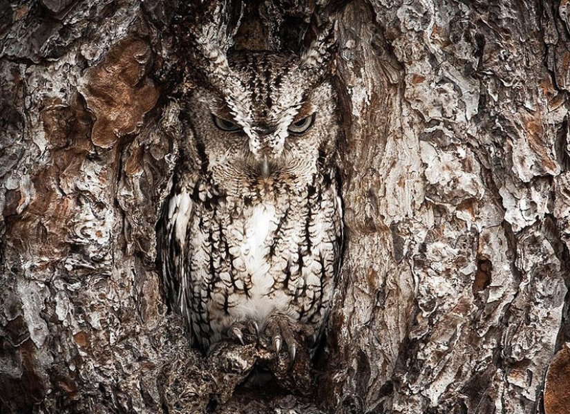 These are the 100 most valuable pictures of owls of all time