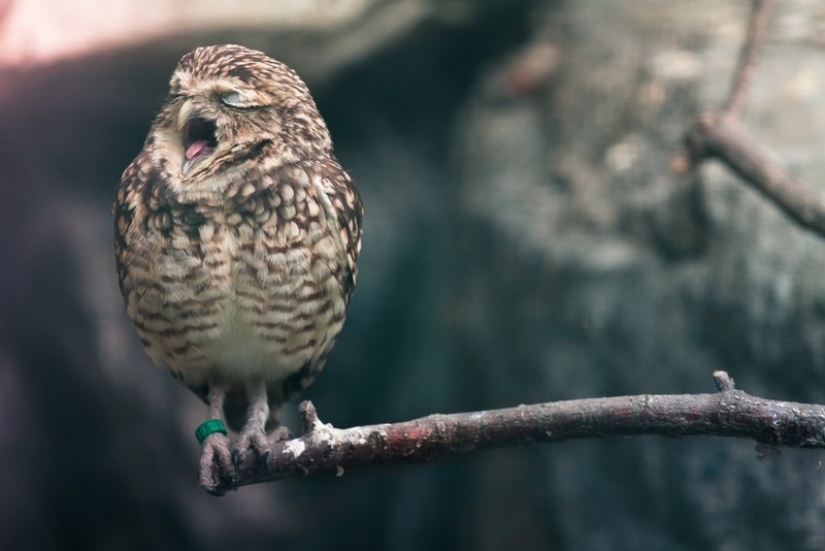 These are the 100 most valuable pictures of owls of all time