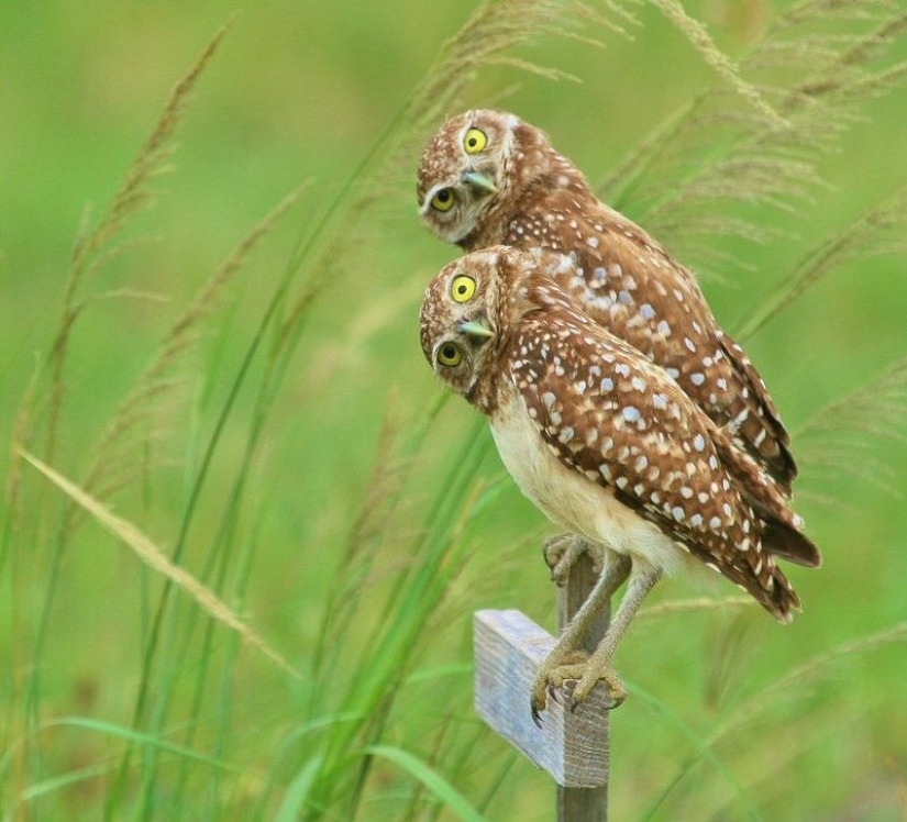 These are the 100 most valuable pictures of owls of all time