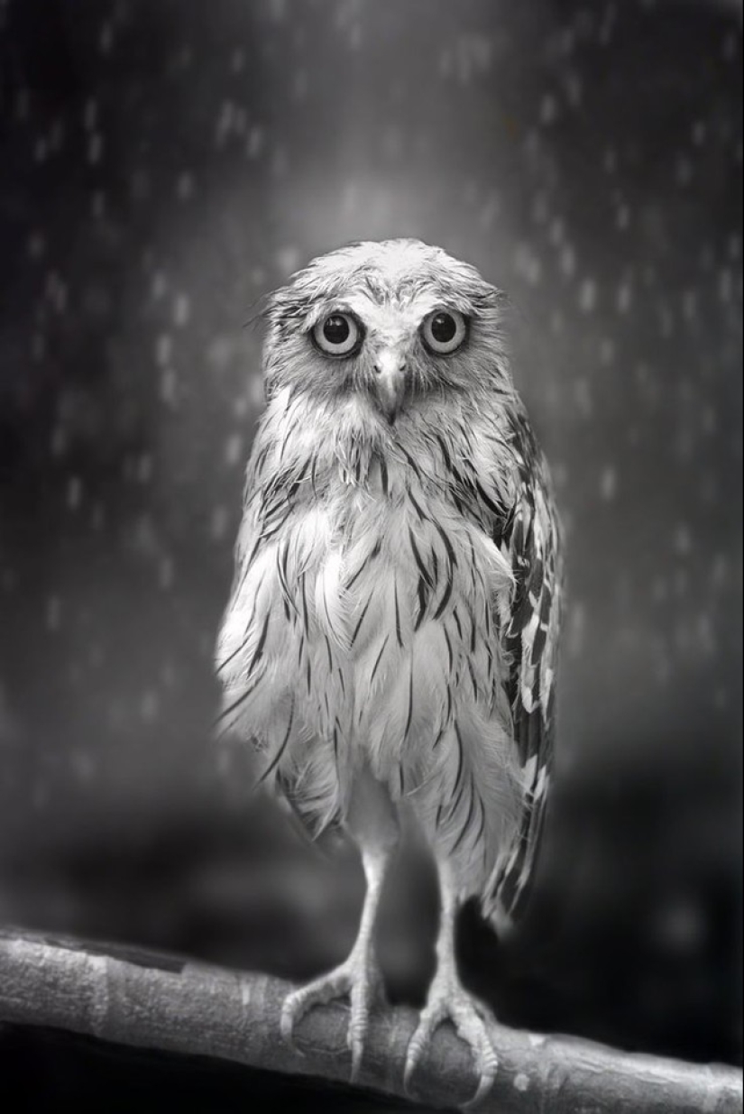 These are the 100 most valuable pictures of owls of all time