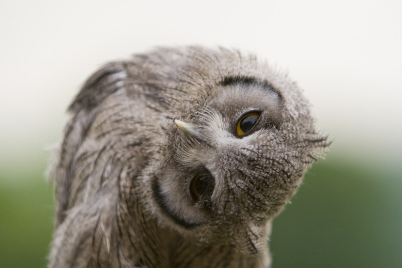 These are the 100 most valuable pictures of owls of all time