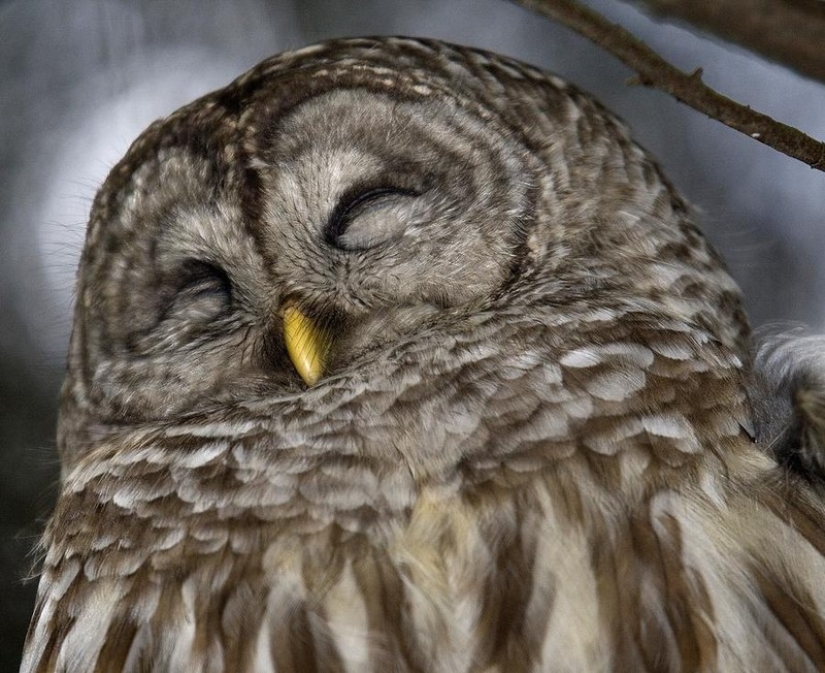 These are the 100 most valuable pictures of owls of all time