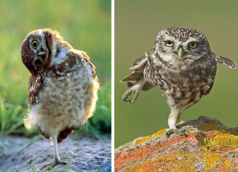 These are the 100 most valuable pictures of owls of all time