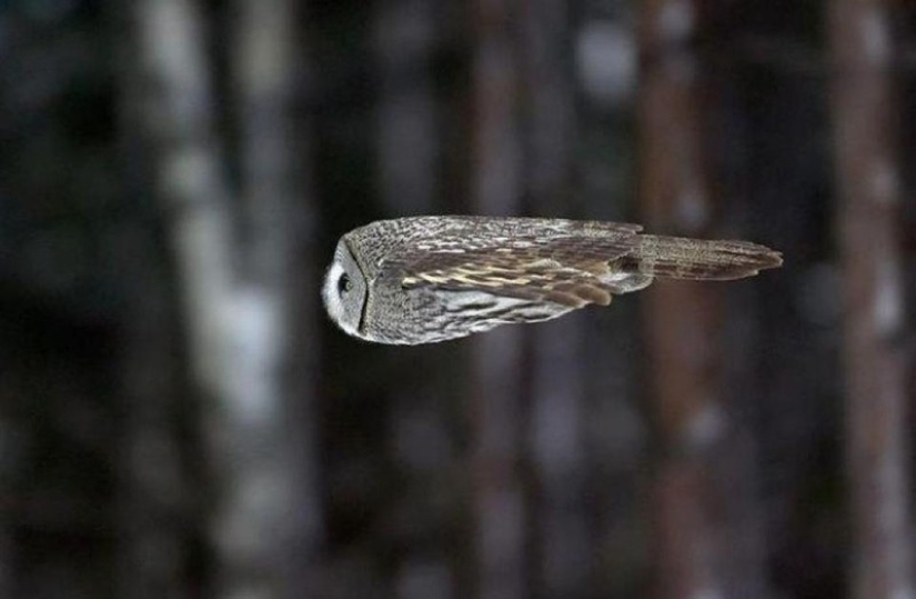 These are the 100 most valuable pictures of owls of all time