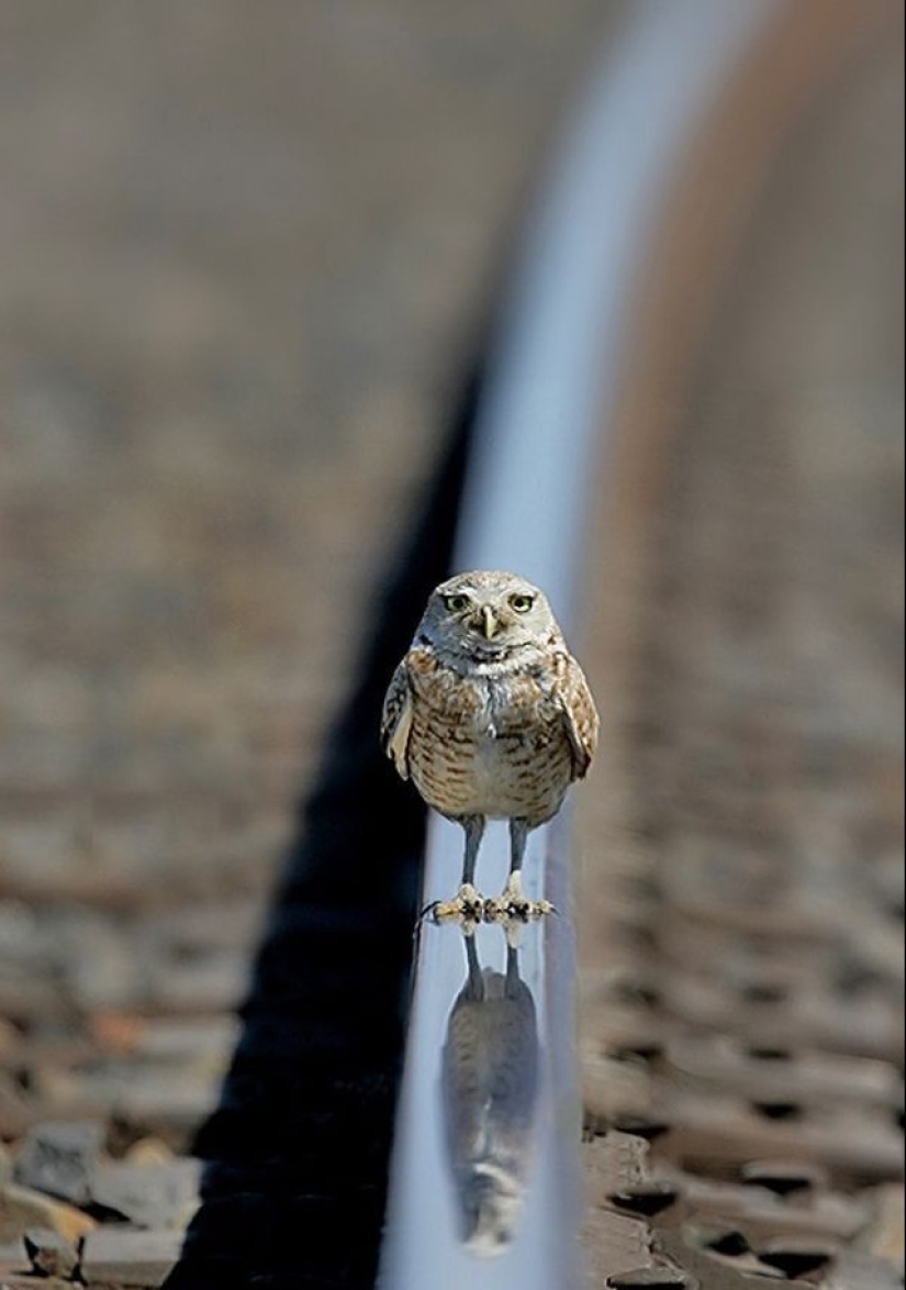 These are the 100 most valuable pictures of owls of all time