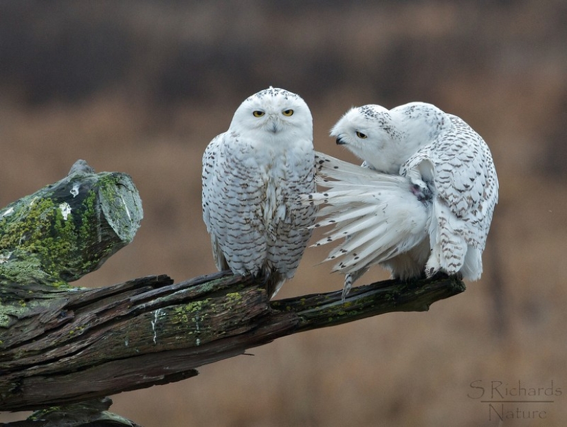 These are the 100 most valuable pictures of owls of all time