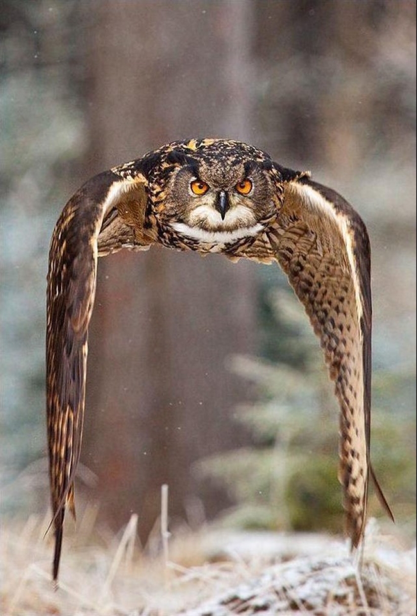 These are the 100 most valuable pictures of owls of all time