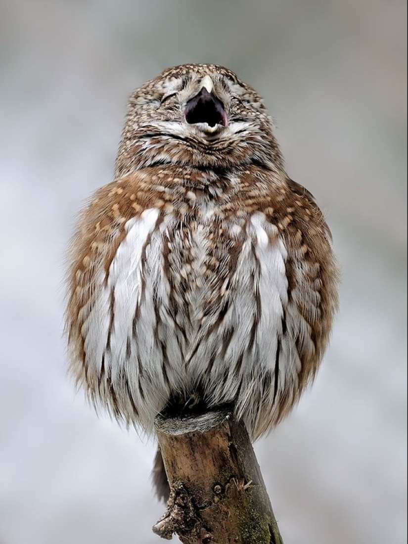 These are the 100 most valuable pictures of owls of all time