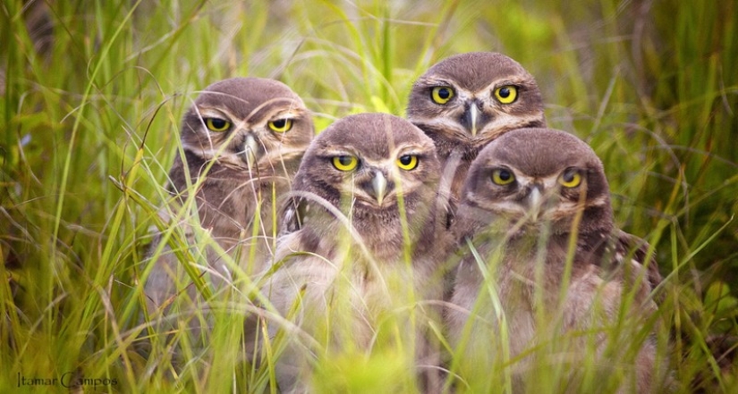 These are the 100 most valuable pictures of owls of all time