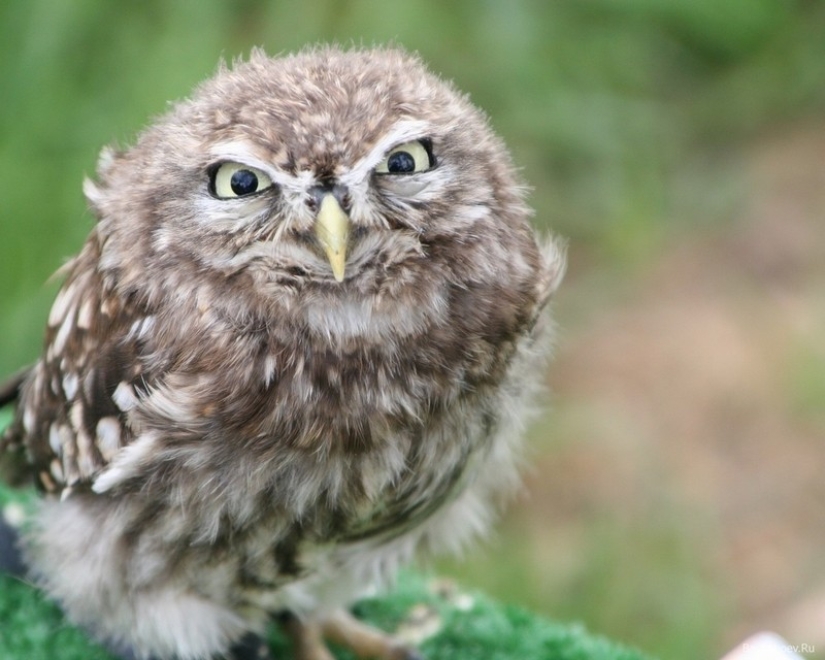 These are the 100 most valuable pictures of owls of all time