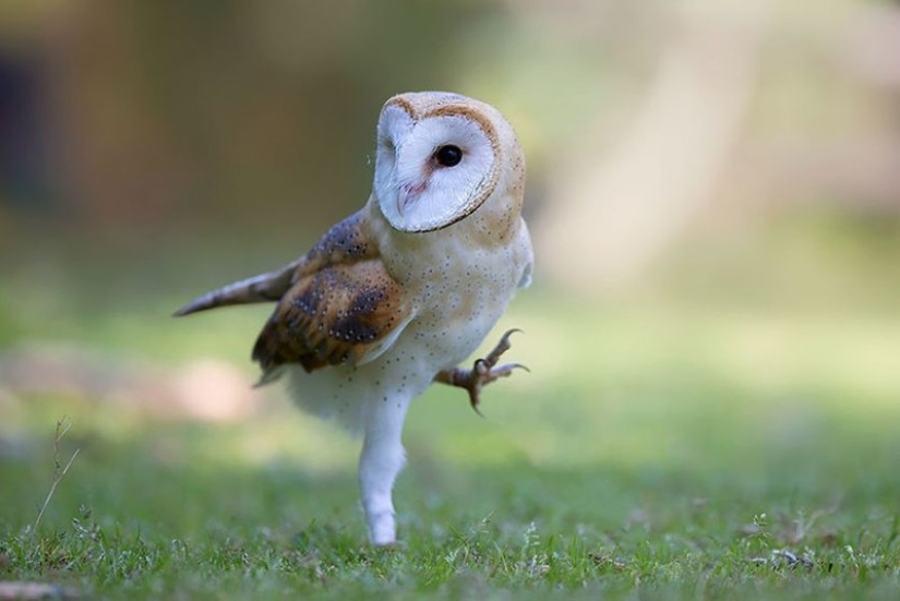 These are the 100 most valuable pictures of owls of all time