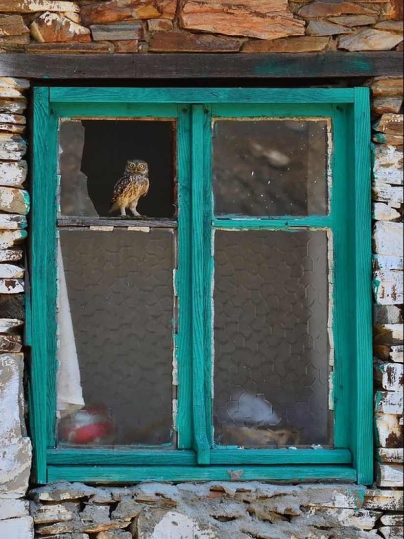 These are the 100 most valuable pictures of owls of all time