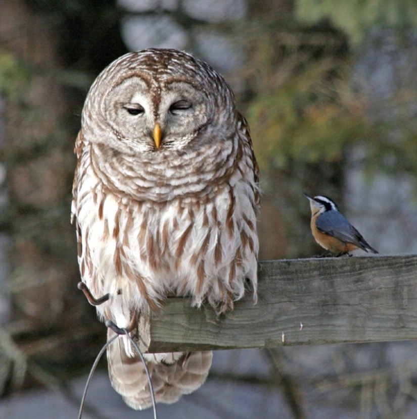 These are the 100 most valuable pictures of owls of all time