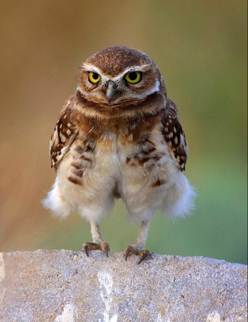 These are the 100 most valuable pictures of owls of all time