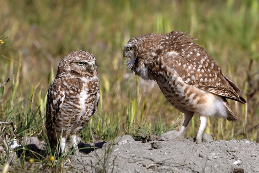 These are the 100 most valuable pictures of owls of all time