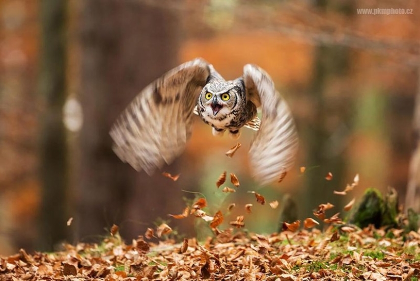 These are the 100 most valuable pictures of owls of all time