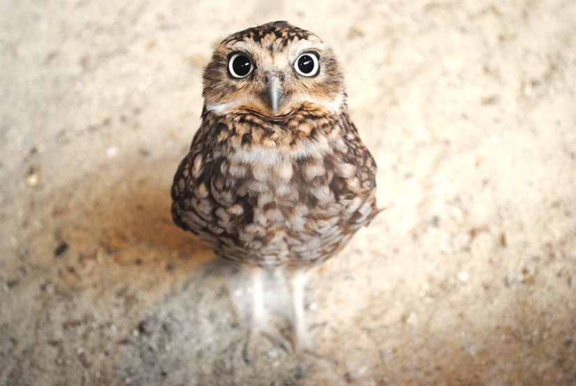 These are the 100 most valuable pictures of owls of all time