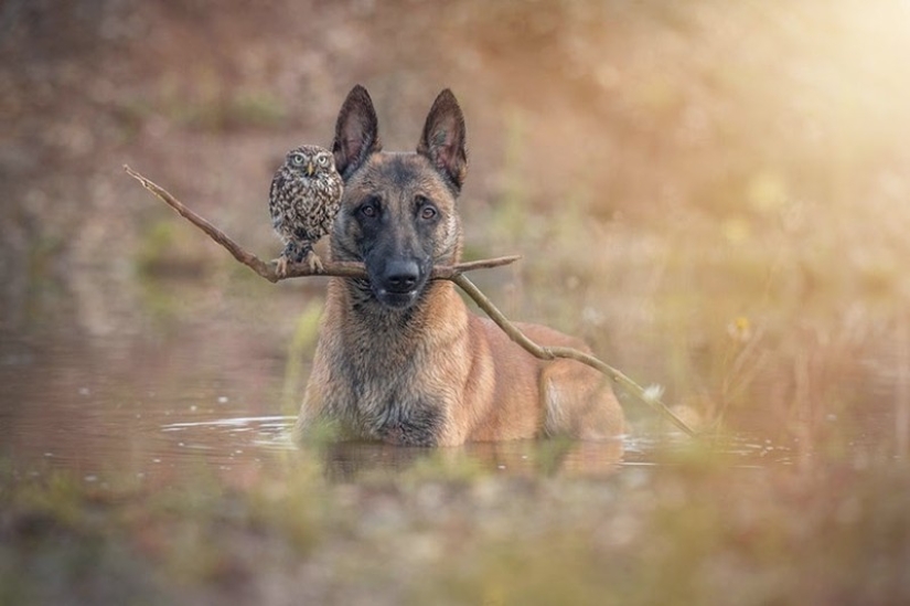 These are the 100 most valuable pictures of owls of all time