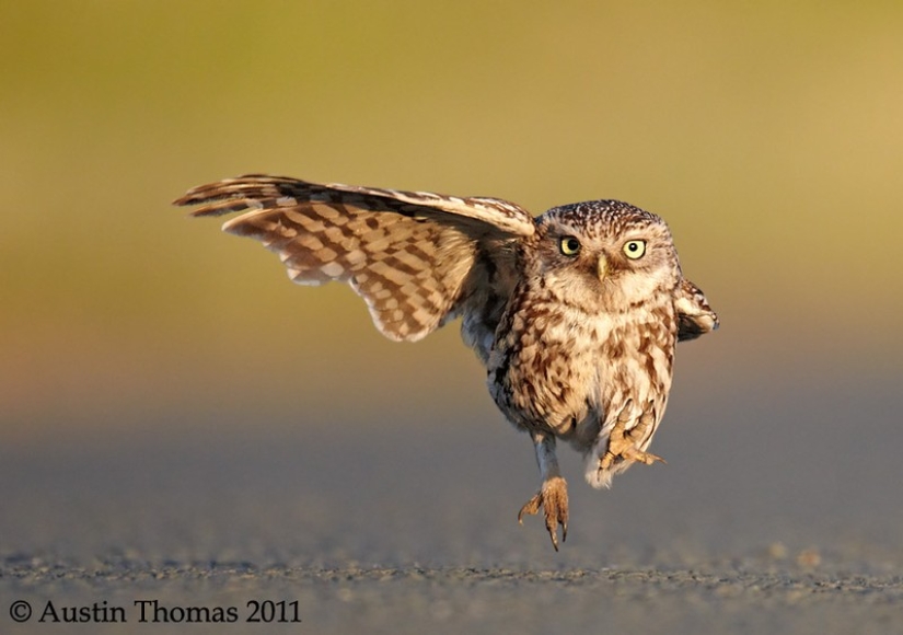 These are the 100 most valuable pictures of owls of all time