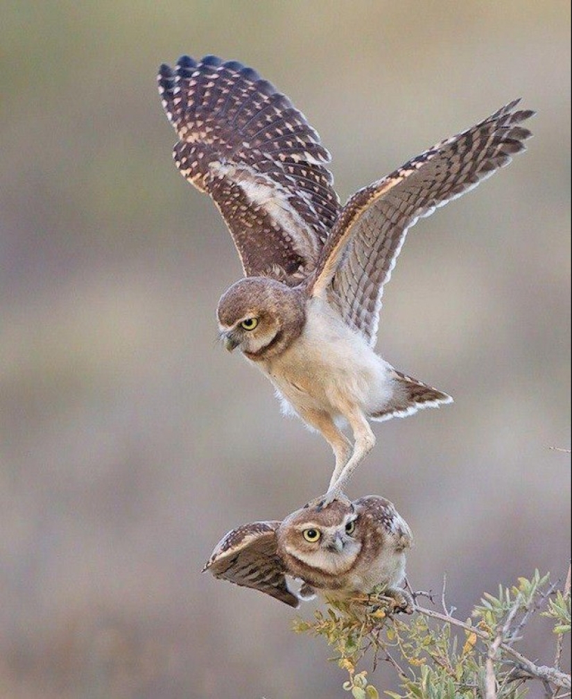 These are the 100 most valuable pictures of owls of all time