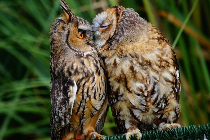 These are the 100 most valuable pictures of owls of all time