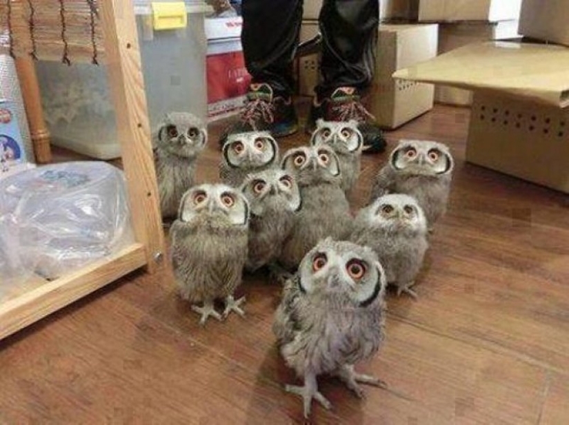 These are the 100 most valuable pictures of owls of all time