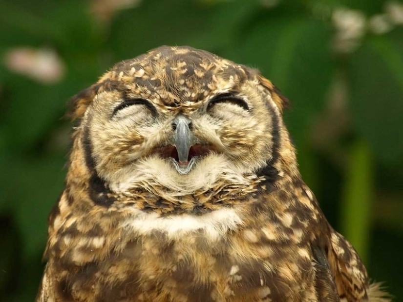 These are the 100 most valuable pictures of owls of all time