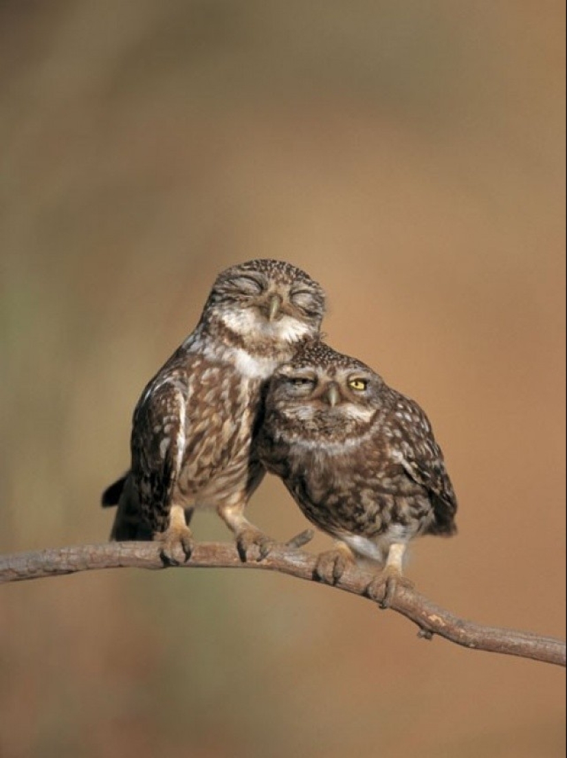 These are the 100 most valuable pictures of owls of all time