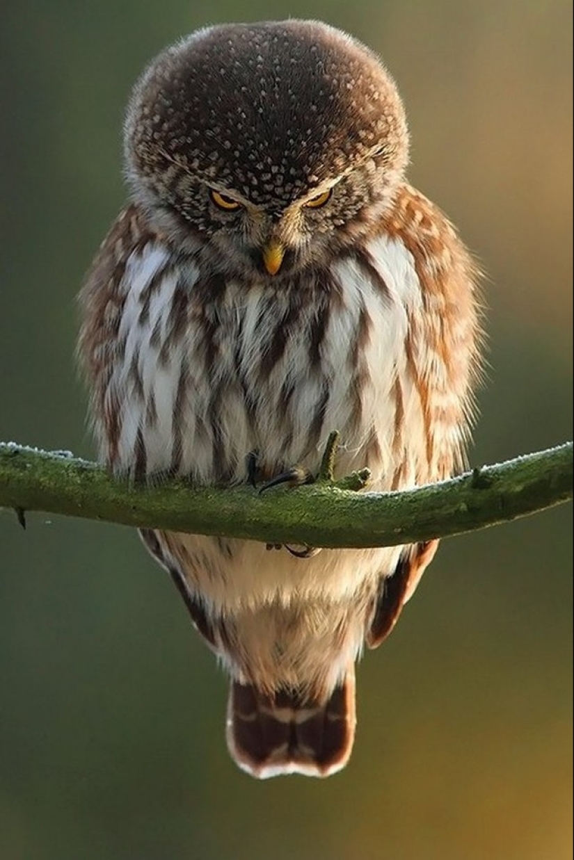 These are the 100 most valuable pictures of owls of all time