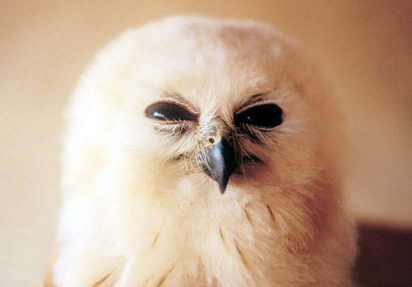 These are the 100 most valuable pictures of owls of all time