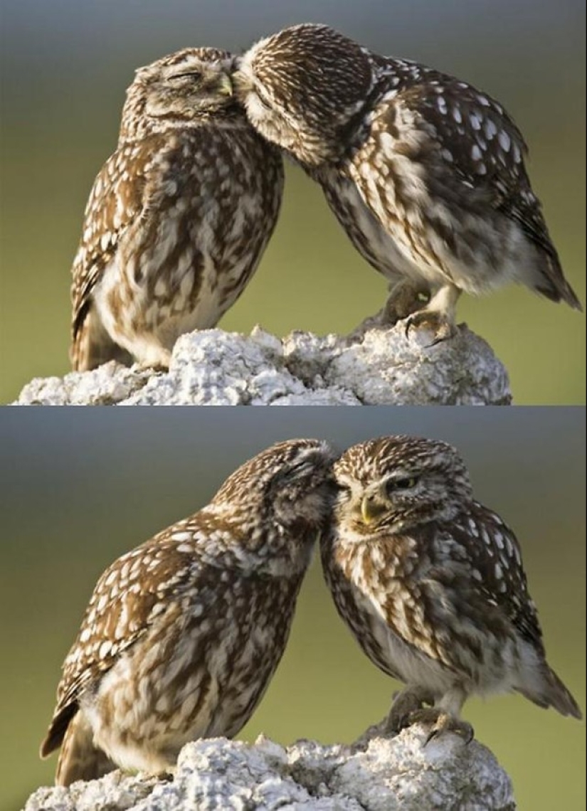 These are the 100 most valuable pictures of owls of all time