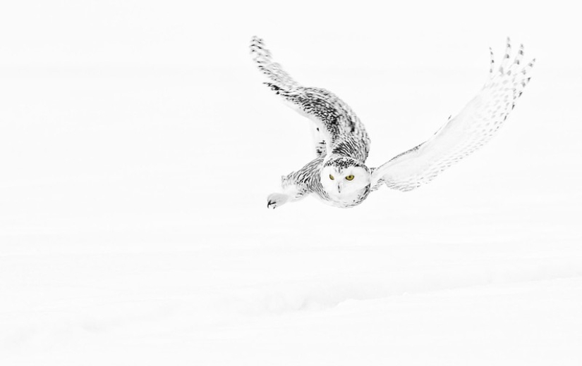 These are the 100 most valuable pictures of owls of all time