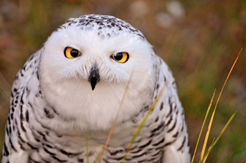 These are the 100 most valuable pictures of owls of all time