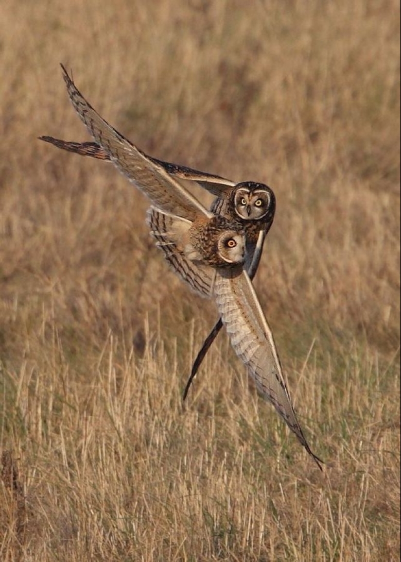 These are the 100 most valuable pictures of owls of all time