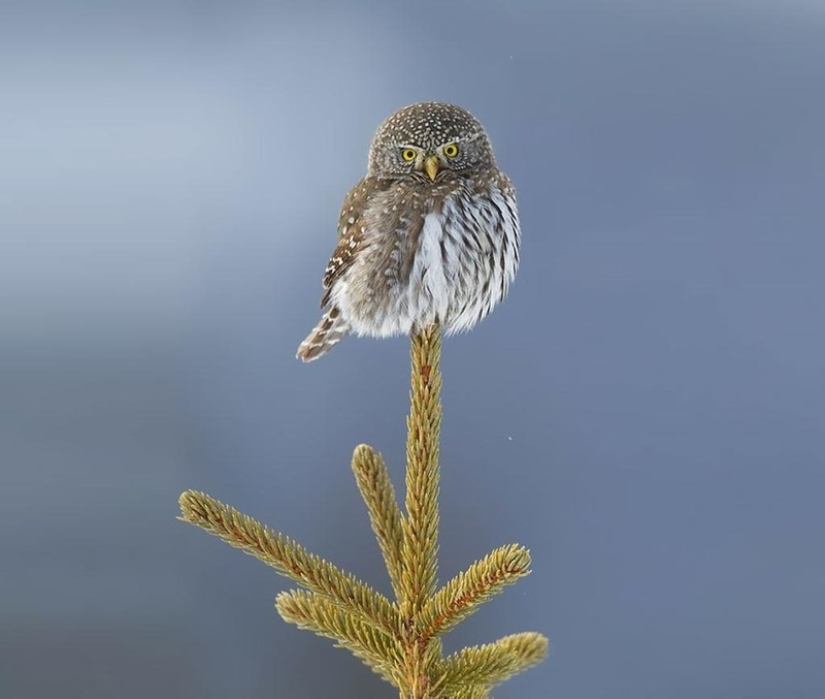 These are the 100 most valuable pictures of owls of all time