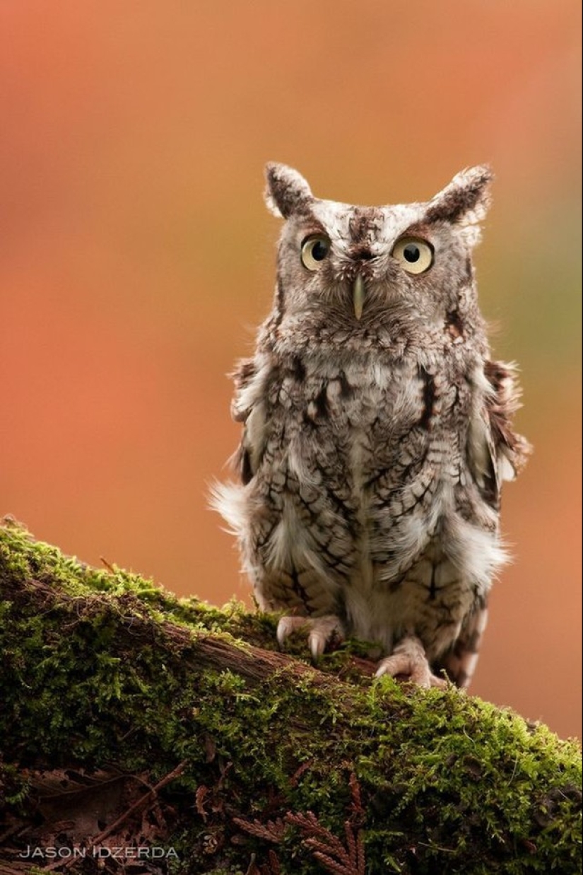 These are the 100 most valuable pictures of owls of all time