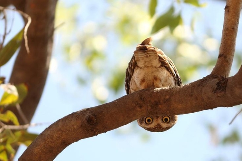 These are the 100 most valuable pictures of owls of all time