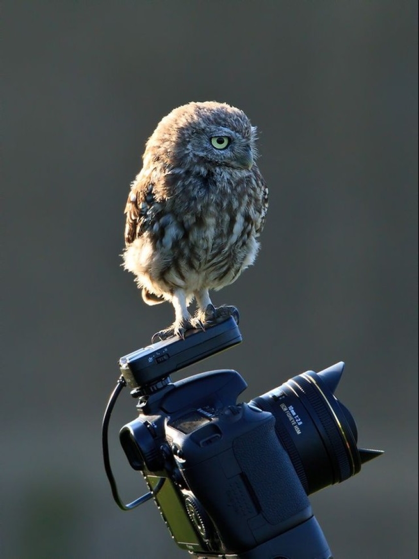 These are the 100 most valuable pictures of owls of all time