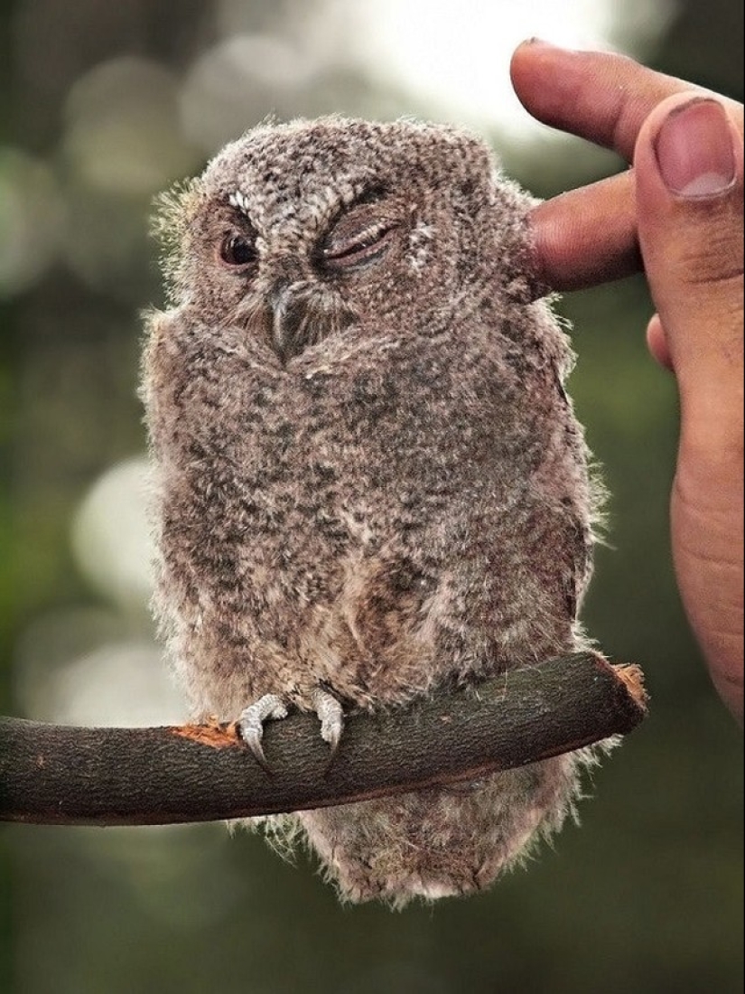 These are the 100 most valuable pictures of owls of all time