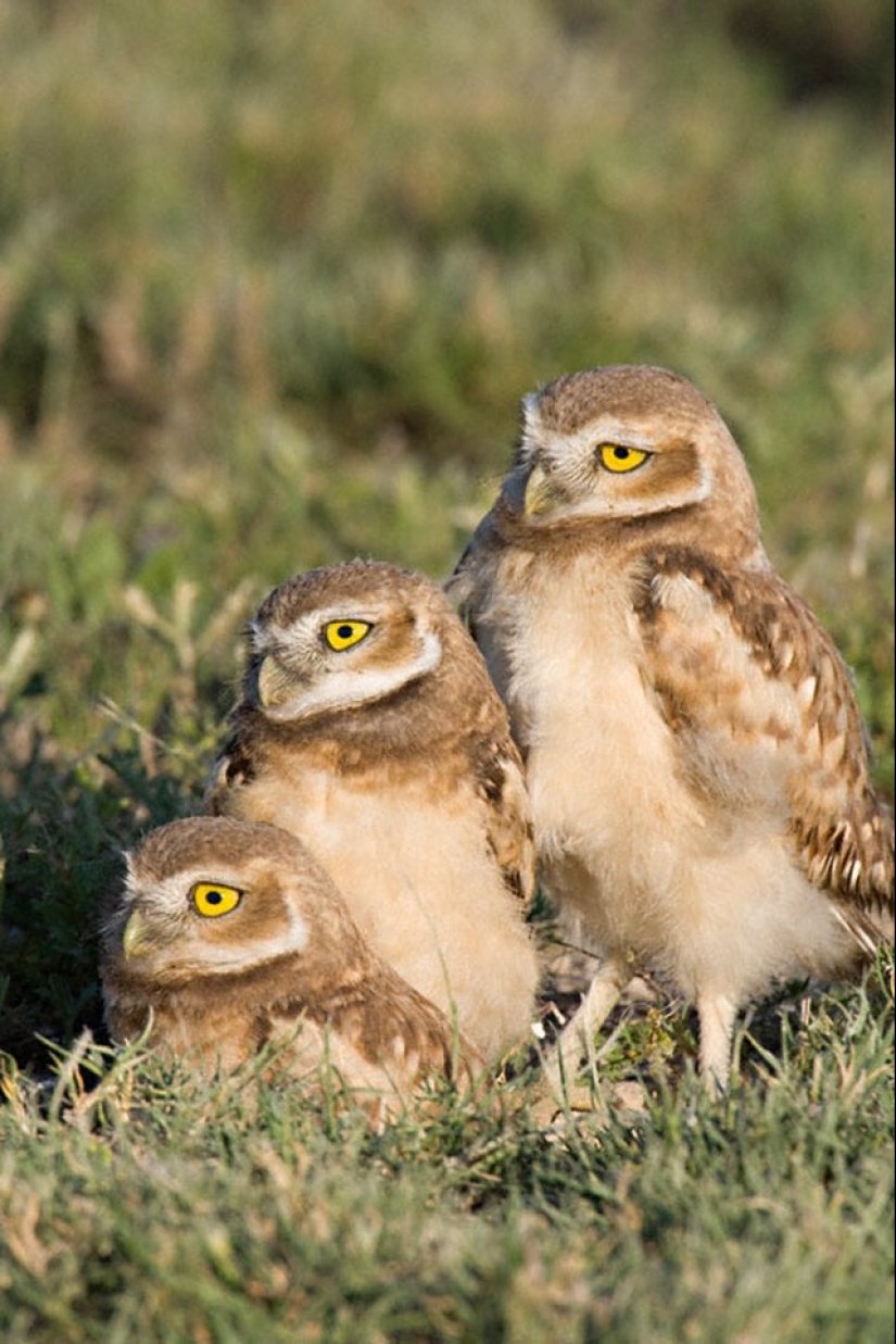 These are the 100 most valuable pictures of owls of all time