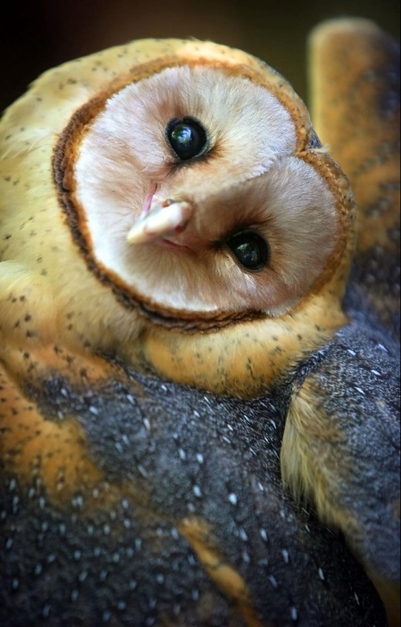 These are the 100 most valuable pictures of owls of all time