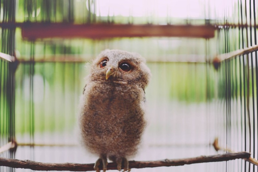 These are the 100 most valuable pictures of owls of all time