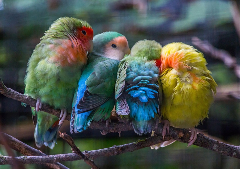 These birds know how to cuddle!