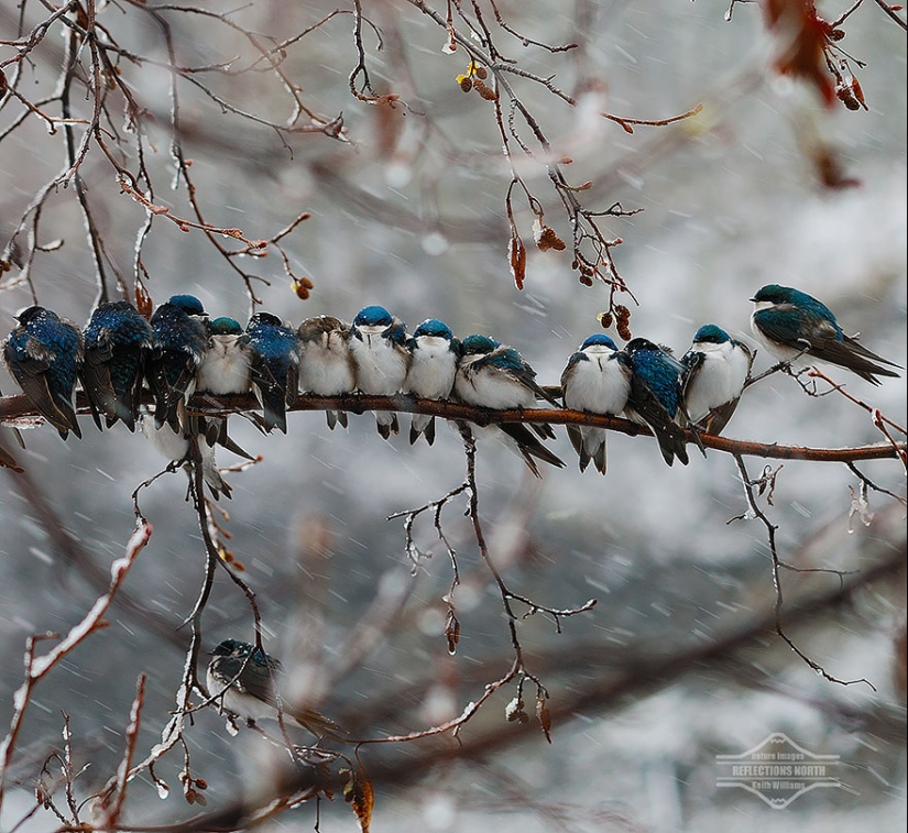 These birds know how to cuddle!